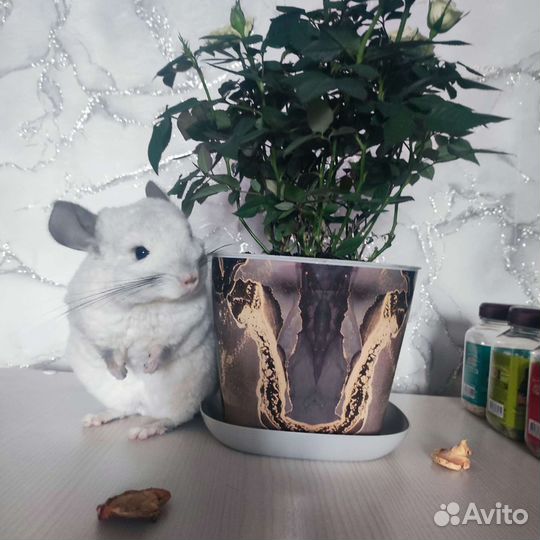 Шиншилла белый Вильсон