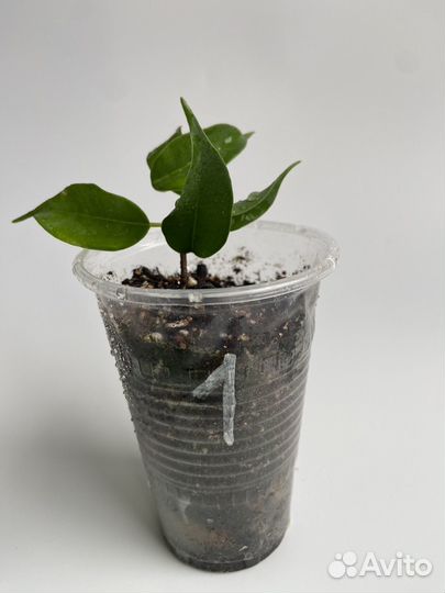 Фикус вианди