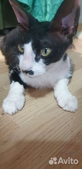 Котята метисы