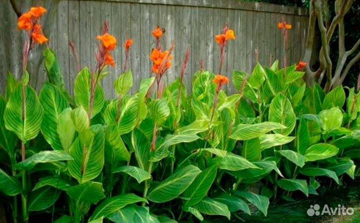 Клубни Канна цветы