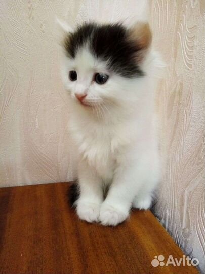 Альпийские котята