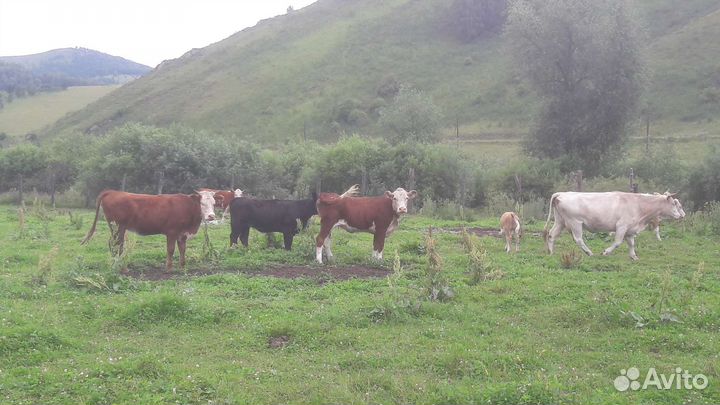 Крс телки-нетели