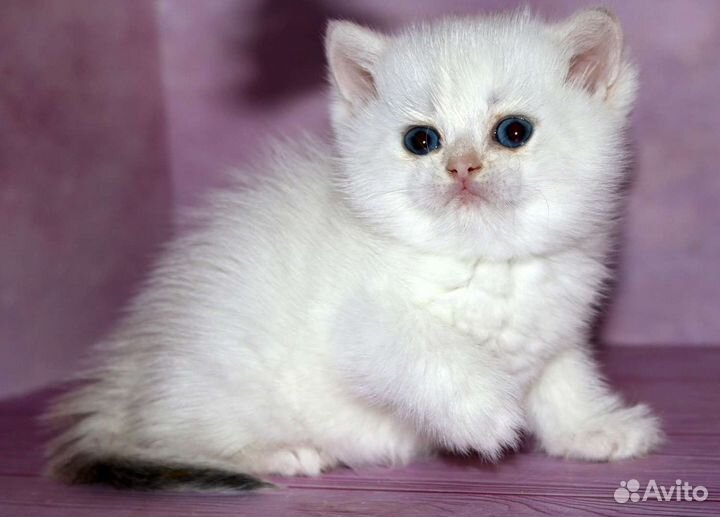 Серебристая шиншилла колор поинт