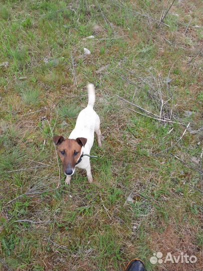 Фокстерьер