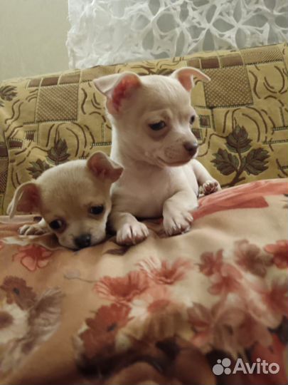Щенки чихуахуа