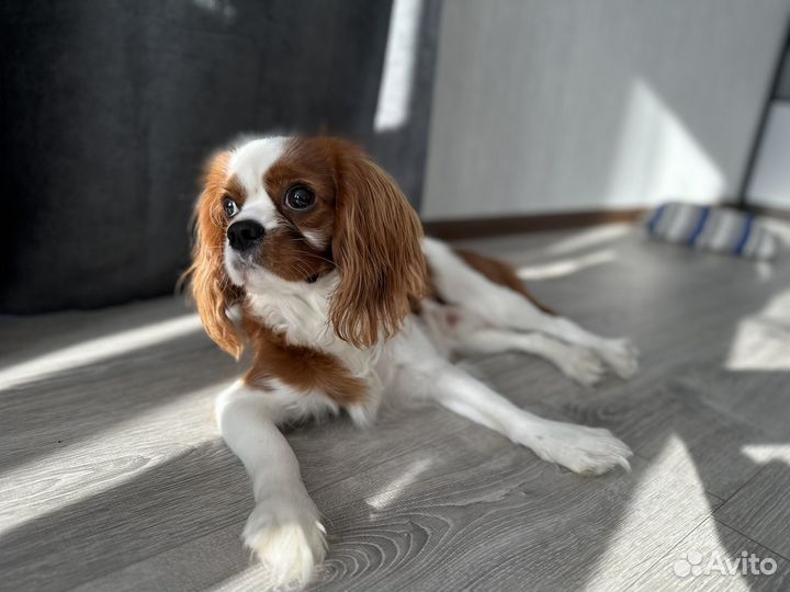 Вязка собак