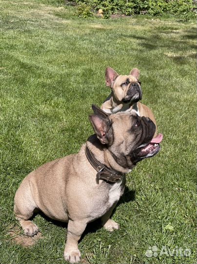 Вязка кобели на выбор французский бульдог