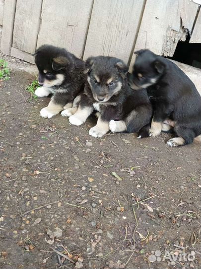 Щенки бесплатно