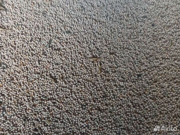 Горох, ячмень