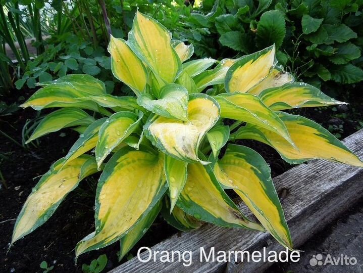 Хосты сортовые