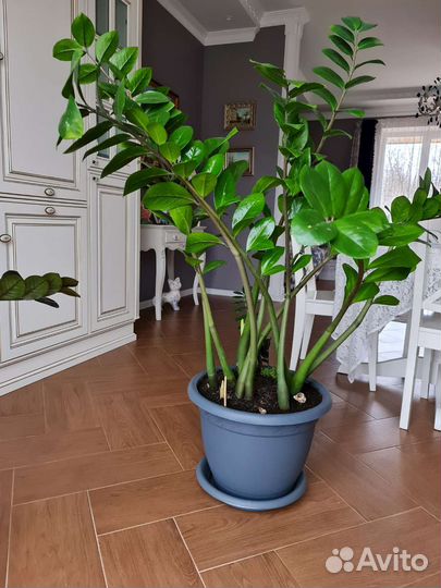 Замиокулькас. долларовое дерево