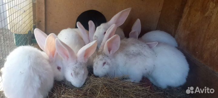 Крольчата