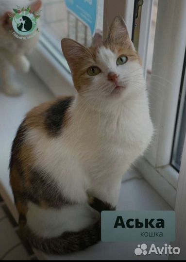 Кошка
