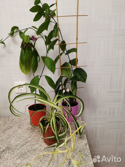 Хлорофитум