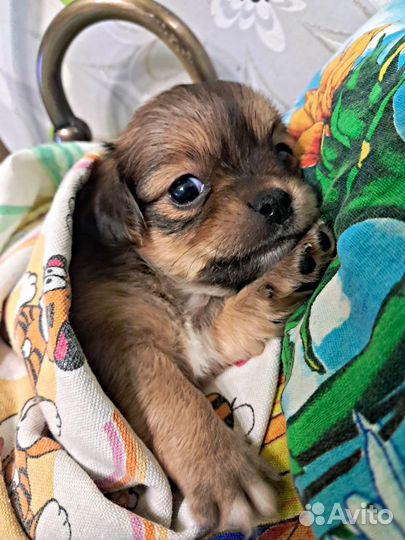 Продаётся девчулька Чихуахуа