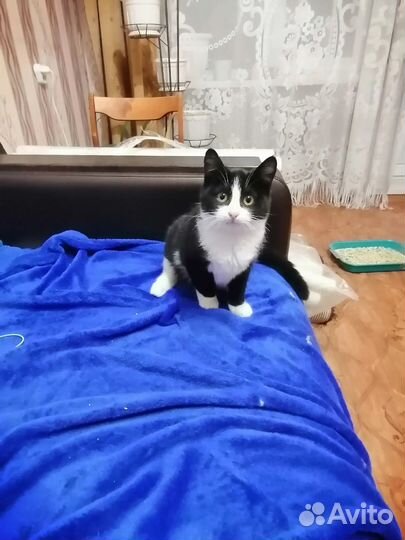 Котенок в добрые руки