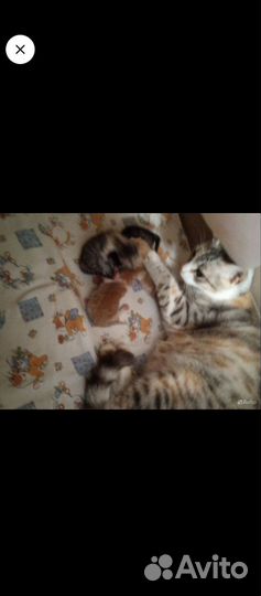 Котята в добрые руки бесплатно