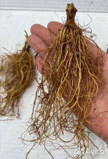 Рассада клубники фриго