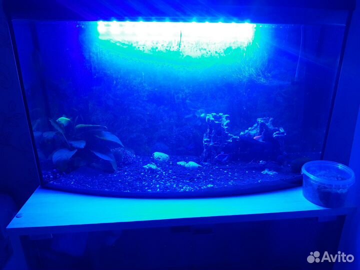 Аквариум 55 л. Анциструсы,телескопы, золотая раба