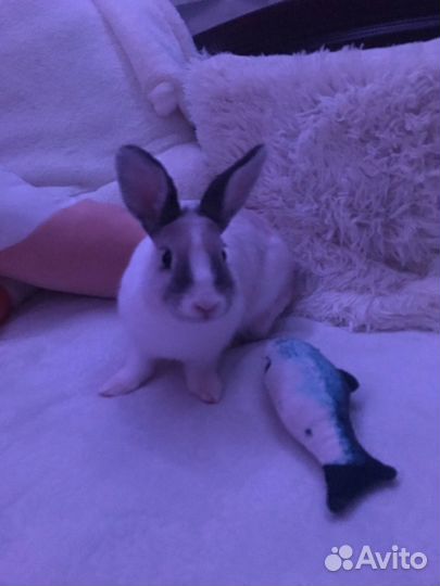Декоративный кролик в добрые руки