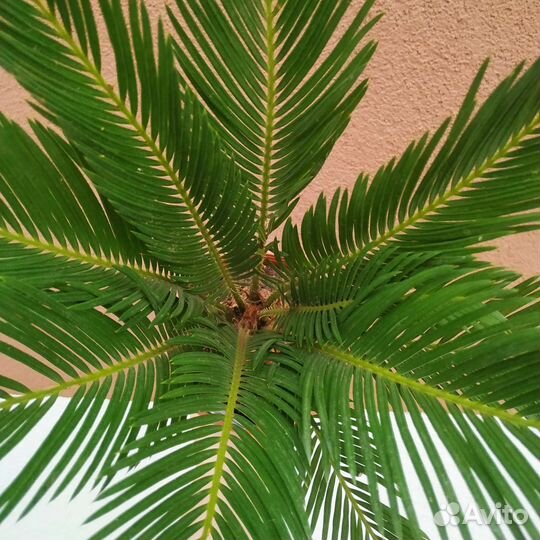 Пальма цикас