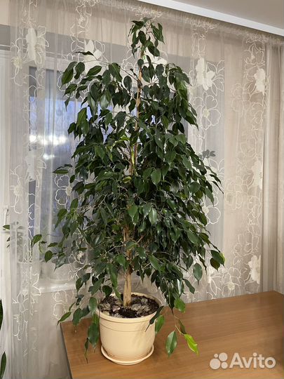 Фикус бенджамина большой