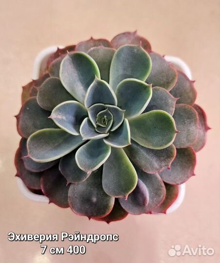 Эхиверии суккуленты