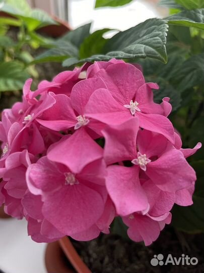 Гортензия крупнолистная