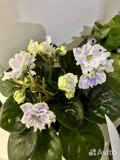 Сортовые фиалки