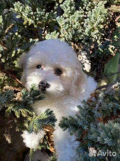 Бишон фризе