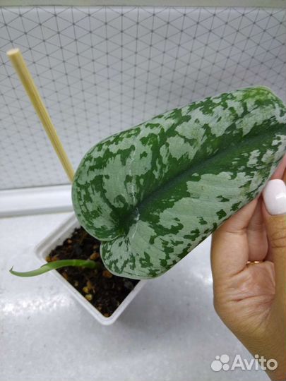 Сциндапсусы