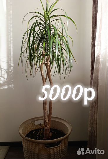 Пальма драцена