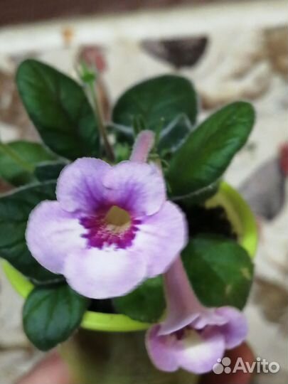 Минисиннингии