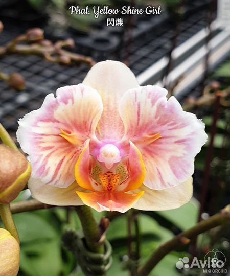 Орхидея Yellow Shine Girl