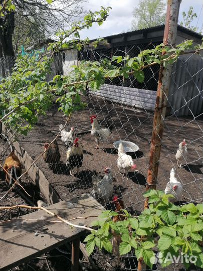 Молодые петухи