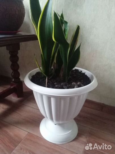 Щучий хвост