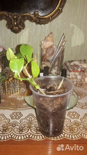 Табернемонтана