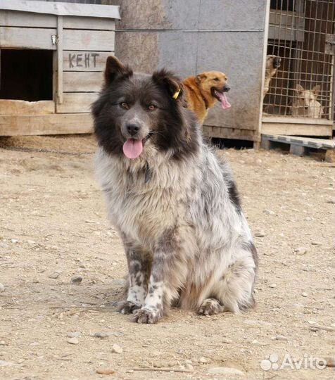 Собака в добрые руки