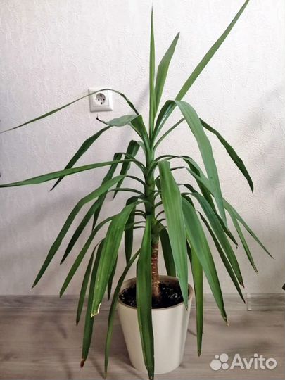 Юкка - красивое декоративное растение