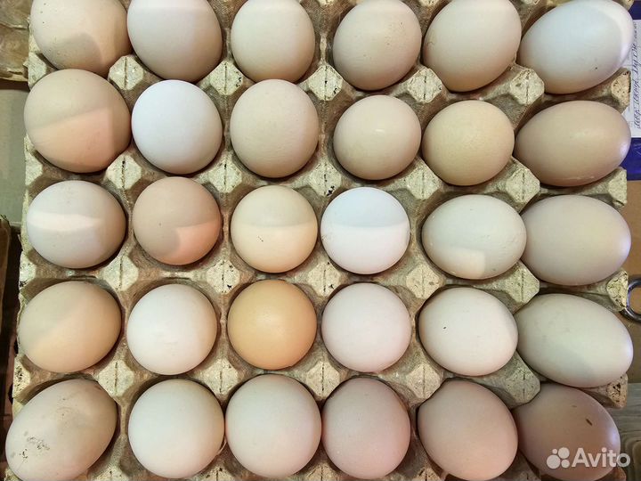 Инкубационное яйцо Смена 9