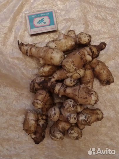 Топинамбур, клубни