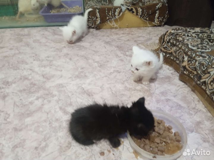Котята метисы