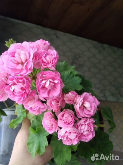 Цветы домашние в горшках