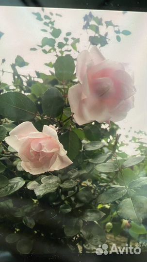 Саженцы плетистых роз