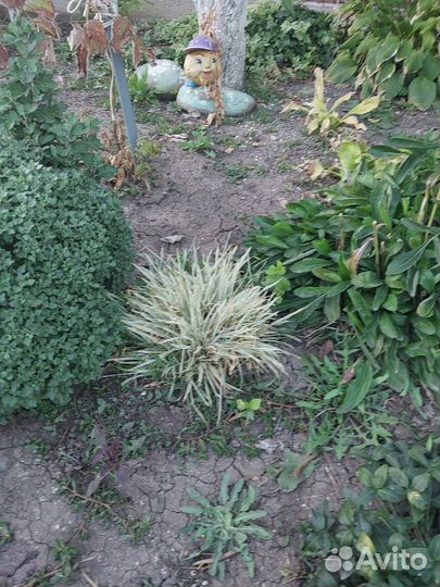 Растения для сада