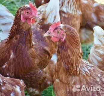 Куры несушки