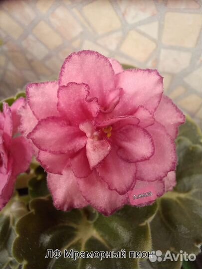 Сортовые фиалки список