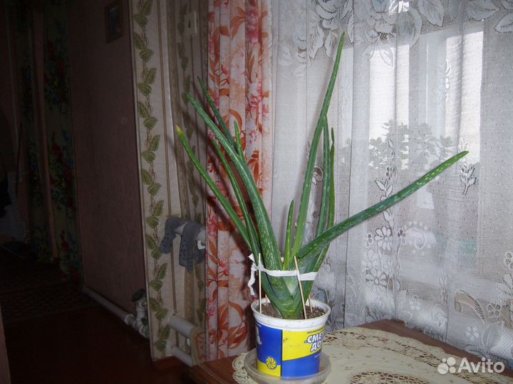 Комнатные растения