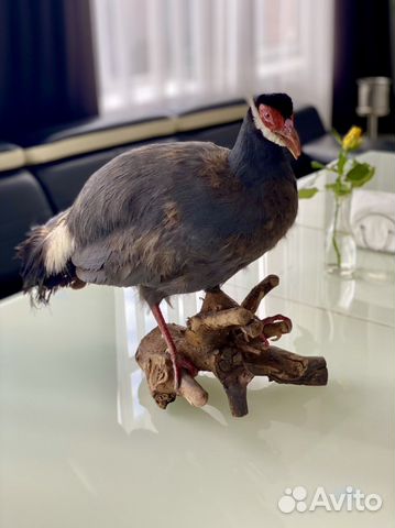 Чучело Фазана ушастого