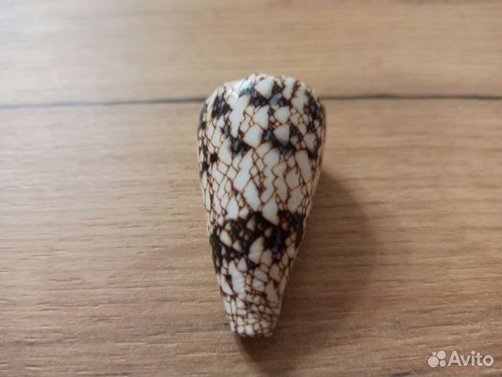 Морская раковина